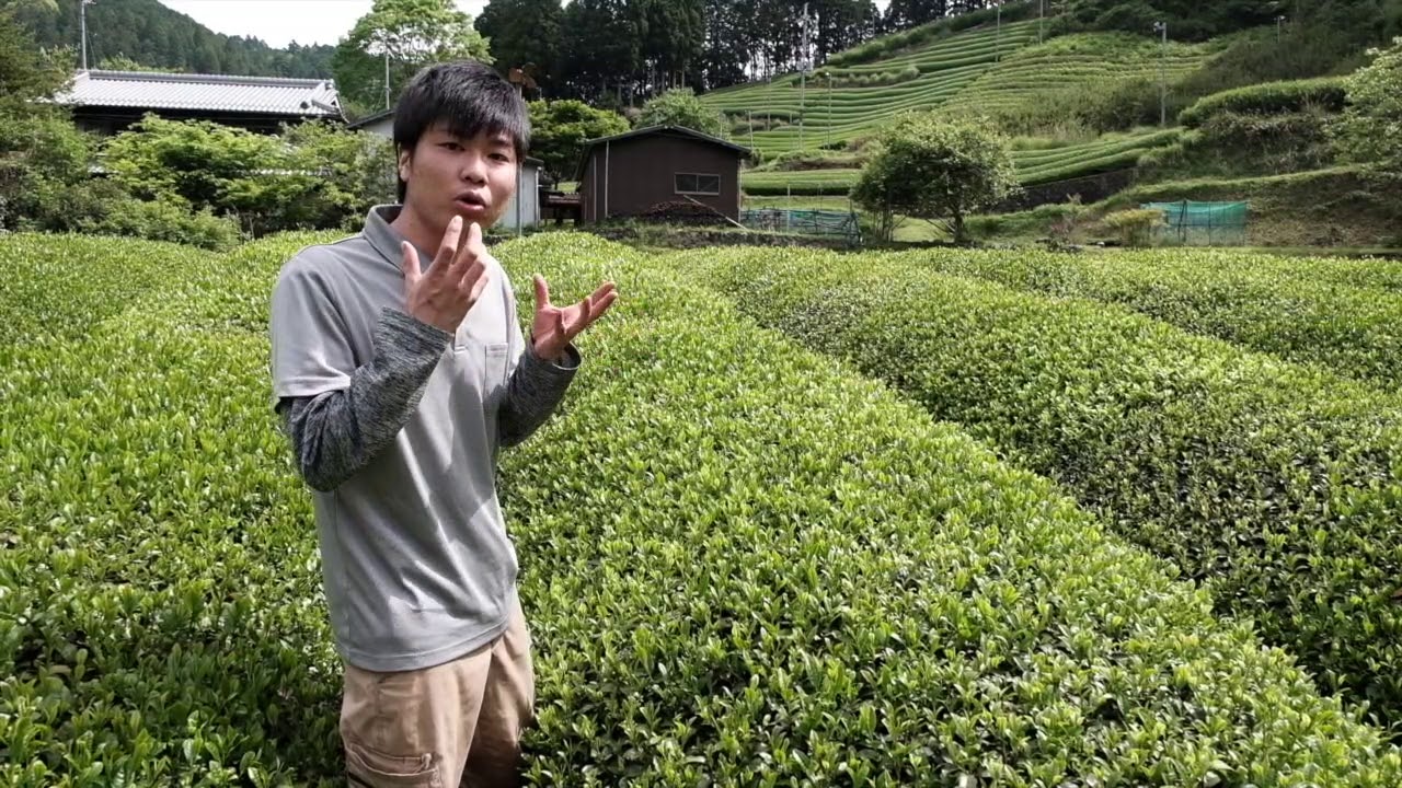 d:matcha Daily News - Zairai