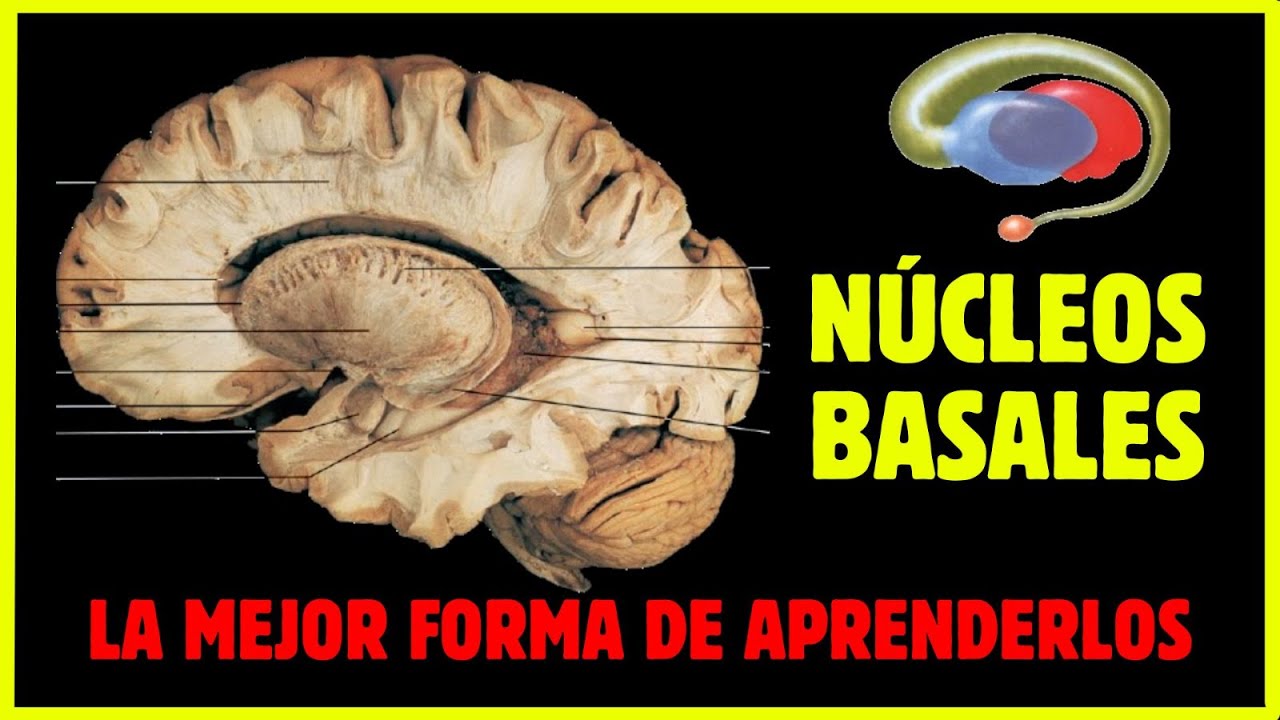 🧠ANATOMÍA de los GANGLIOS BASALES/ ¡¡Todo lo que tienes que saber!!