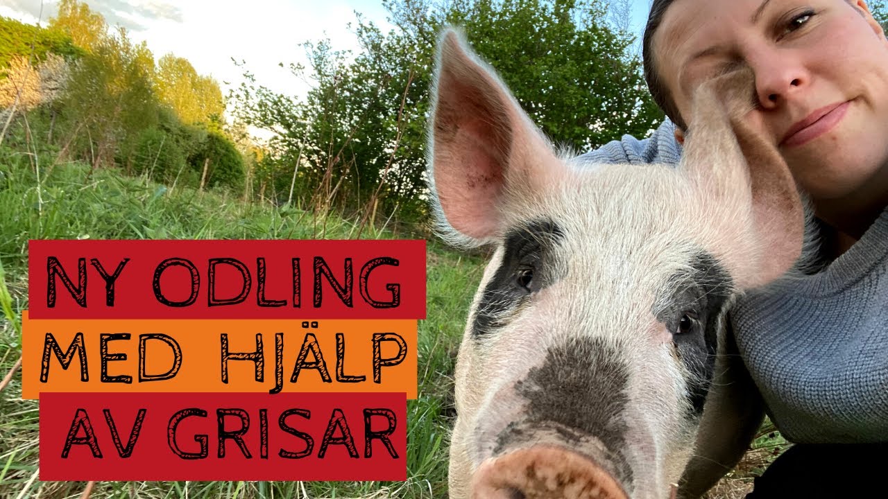 GRISARNA har bökat upp (i princip) hela åkern inför kommande års odlingar - markberedning
