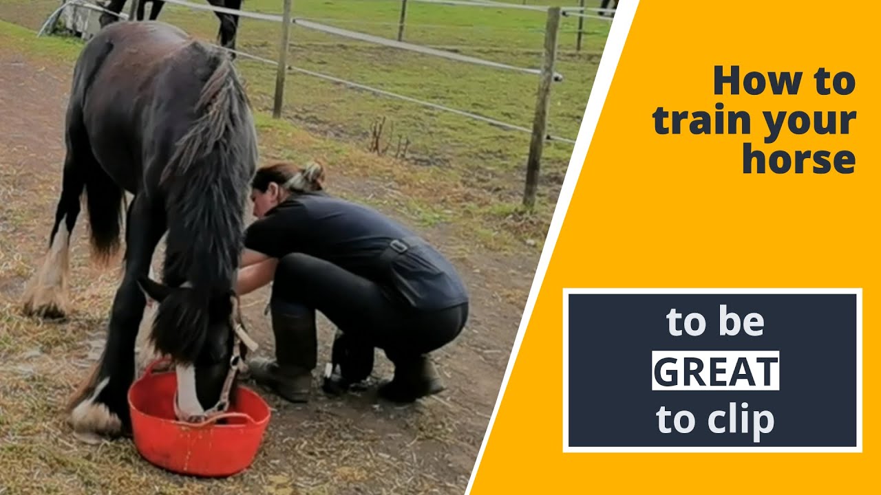 How to clip a horse that's scared of clippers or never been clipped // Bodyclipping training