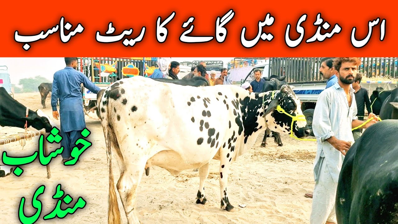 Khushab Cow Mandi | Cholistani Sahiwal Friesian Cross cow || Mandi Star