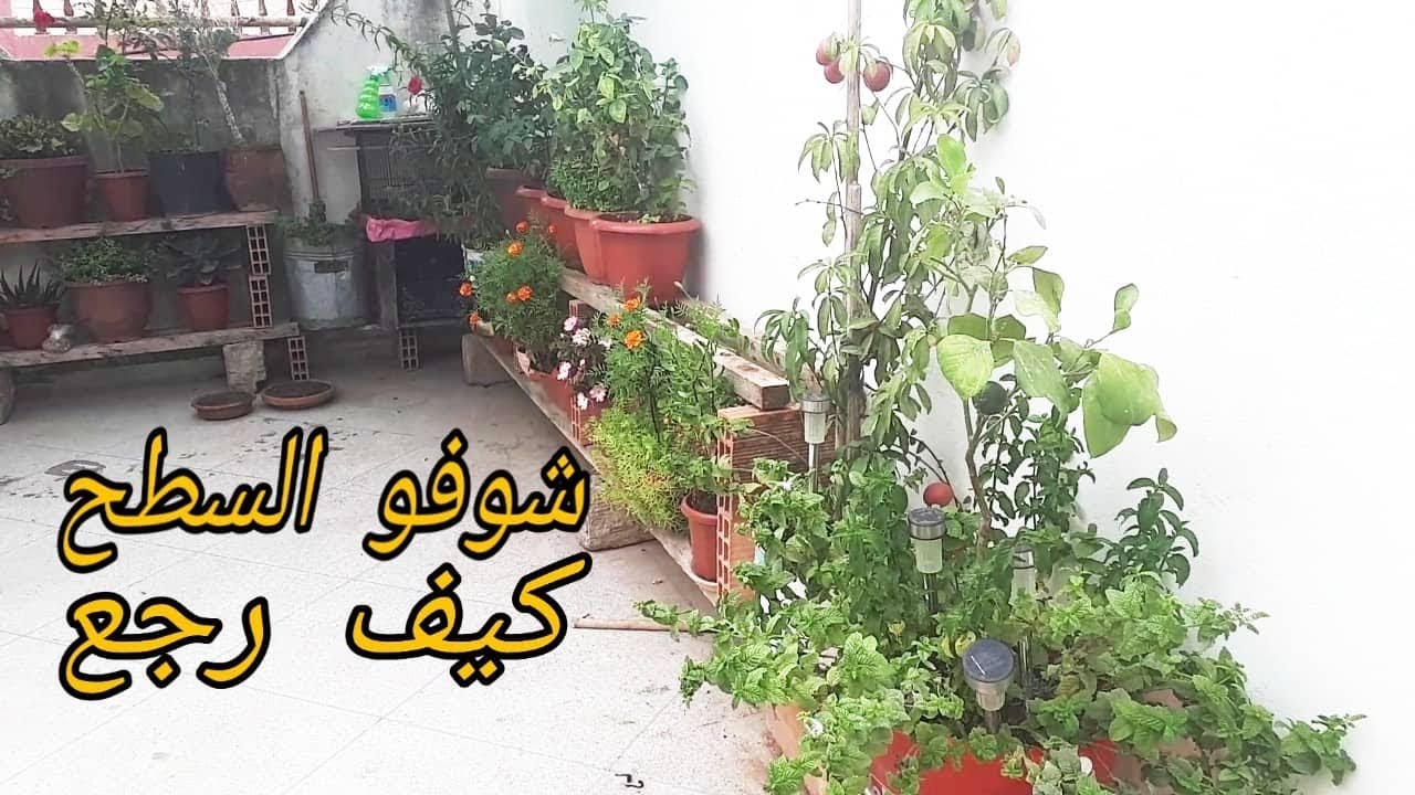 جولة في سطح المنزل بعد الإصلاح و التزيين 🏠  مزروعات شهوا منها 👌👌