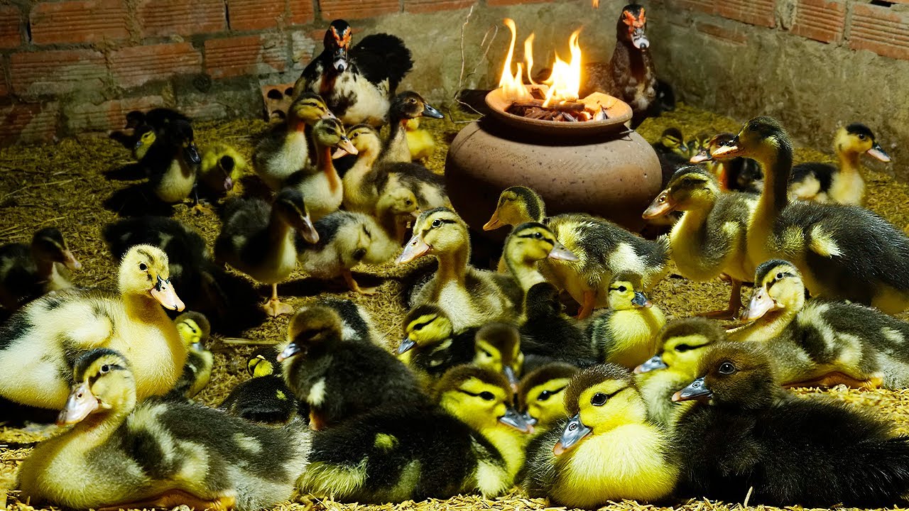 Duckling Nighttime Feeding:  Best Practices