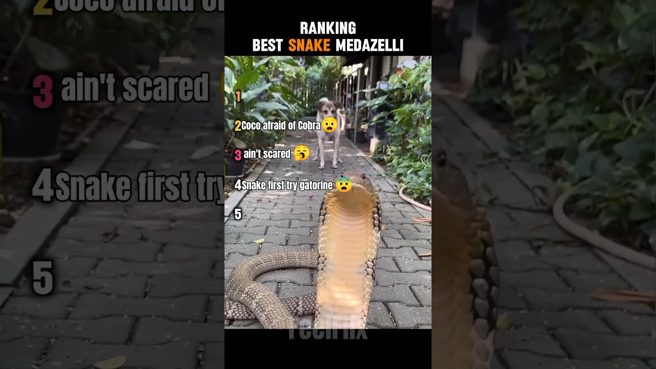 Ranking Best Snake Medazelli #ranking