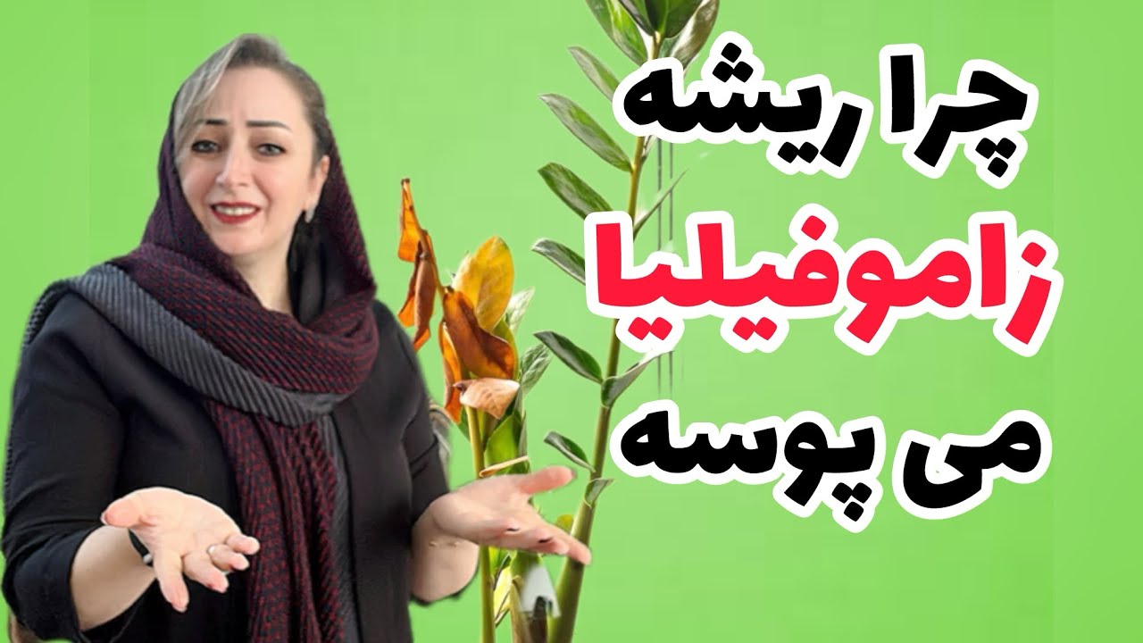 راز پوسیدن ریشه گیاه زاموفیلیا :دلایل و راه حل