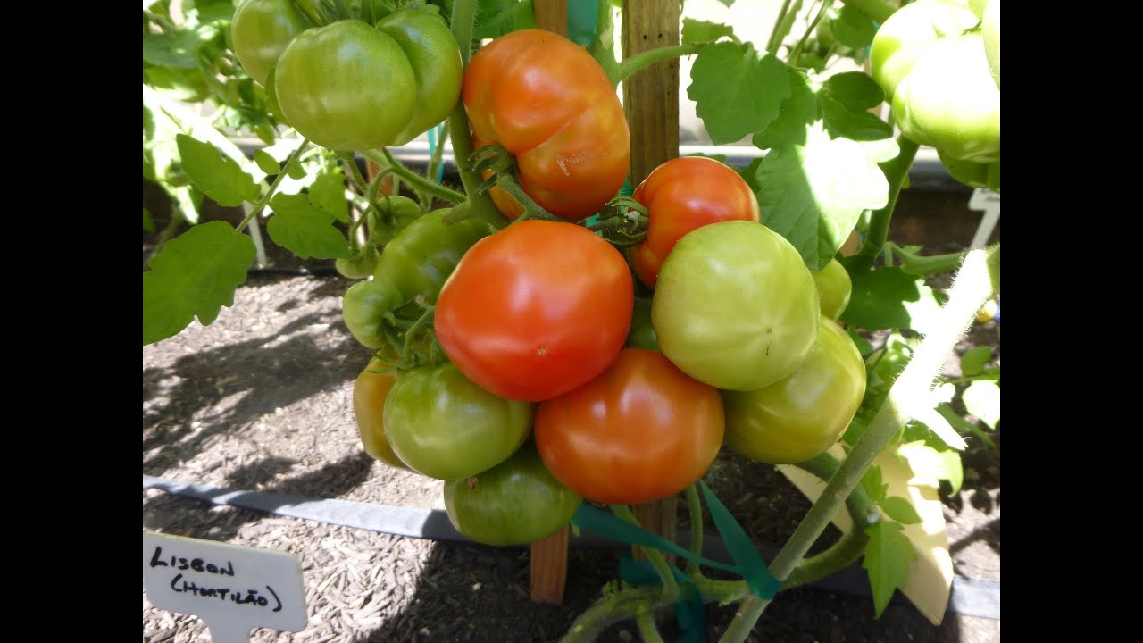 Rare Heirloom Tomatoes (16 Varieties)