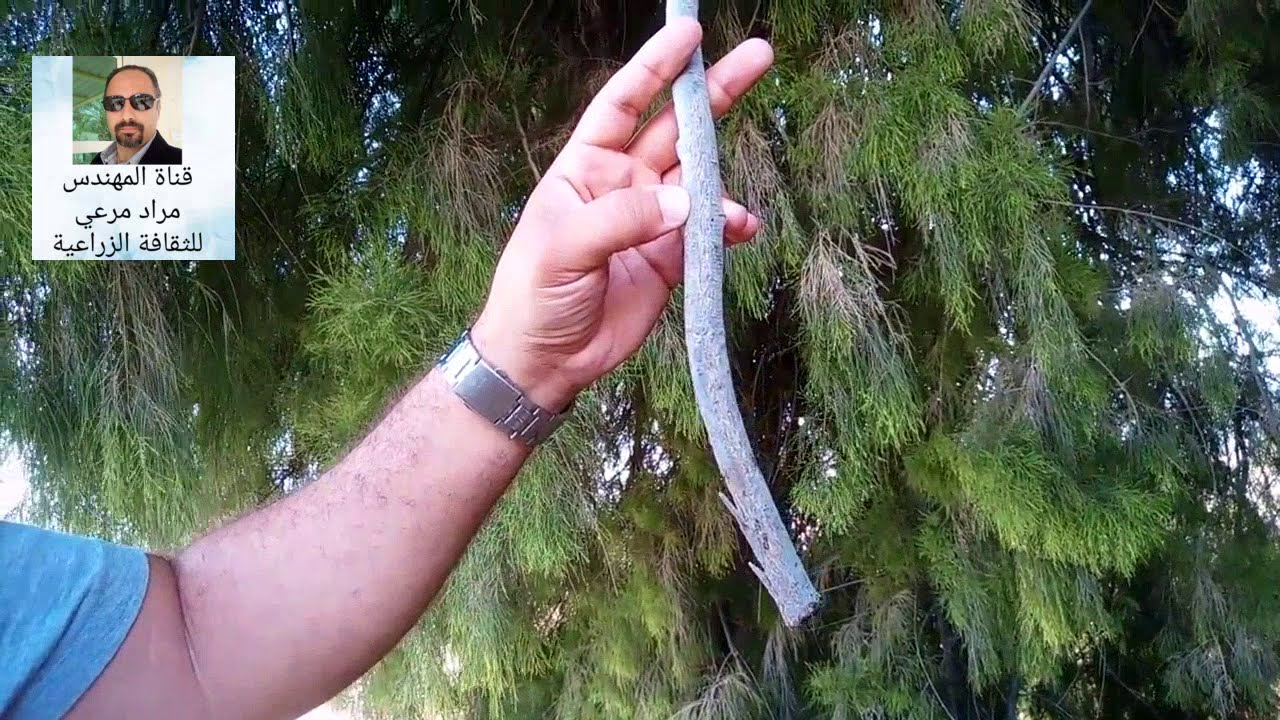 الاثل طرفا طرق تكاثر والاهتمام بالشجرة  Tamarix حلقة 4