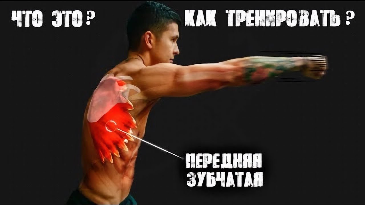 Передняя Зубчатая - как и зачем тренировать эту важную мышцу | Джереми Этье