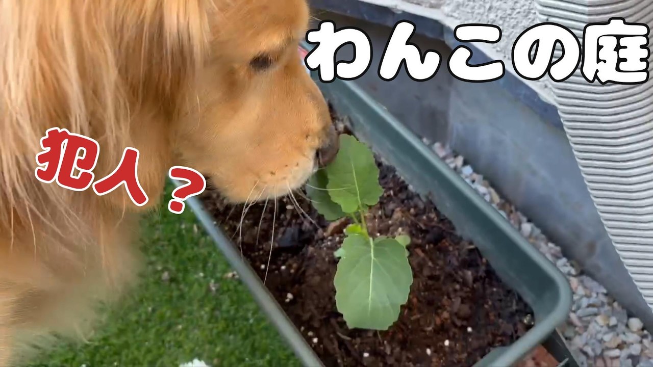 「翌朝、植えたブロッコリーが抜かれていました…｜ゴールデンレトリバーの庭」