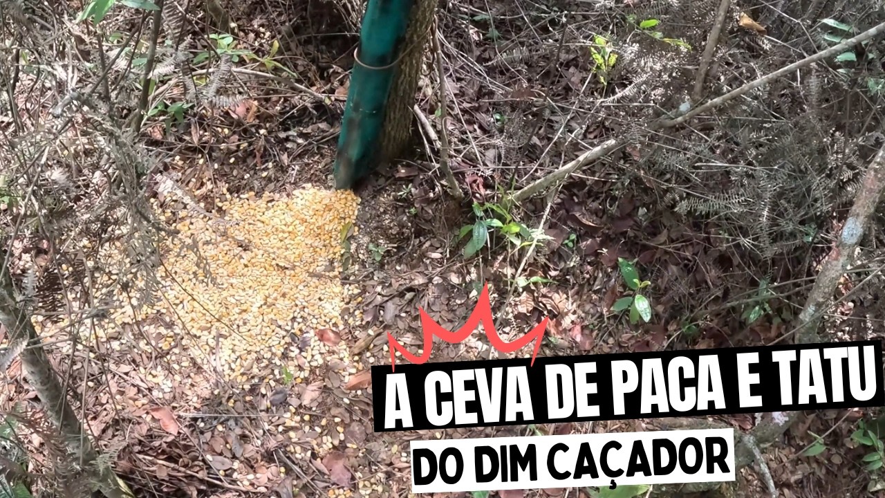 Voltamos na ceva de paca e tatu do Dim caçador.