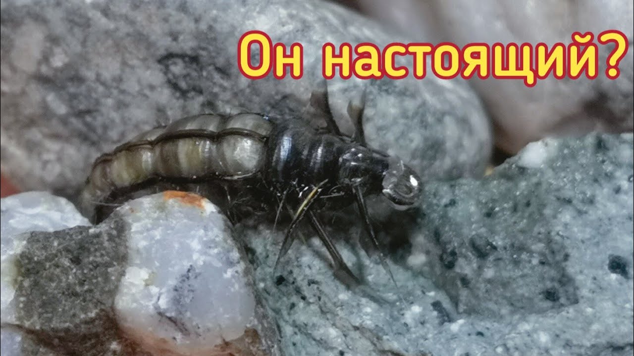 Имитация ручейника, шитика  Caddis larva - точная копия. Ручейник как живой. Мушка для ловли хариуса