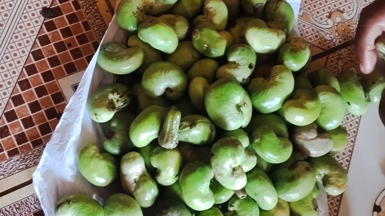 !# कोकणातले काजू, रान मेवा....,!!#❤️ भाऊनी दिलेली काजुची माहिती.....#!!❤️2026..!