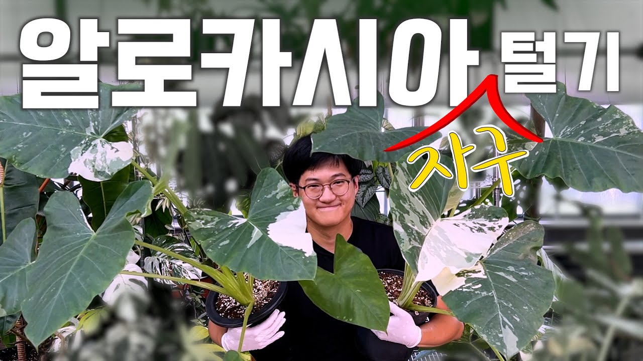 자구 없는 자구 털기😇 알로카시아 마크로리자