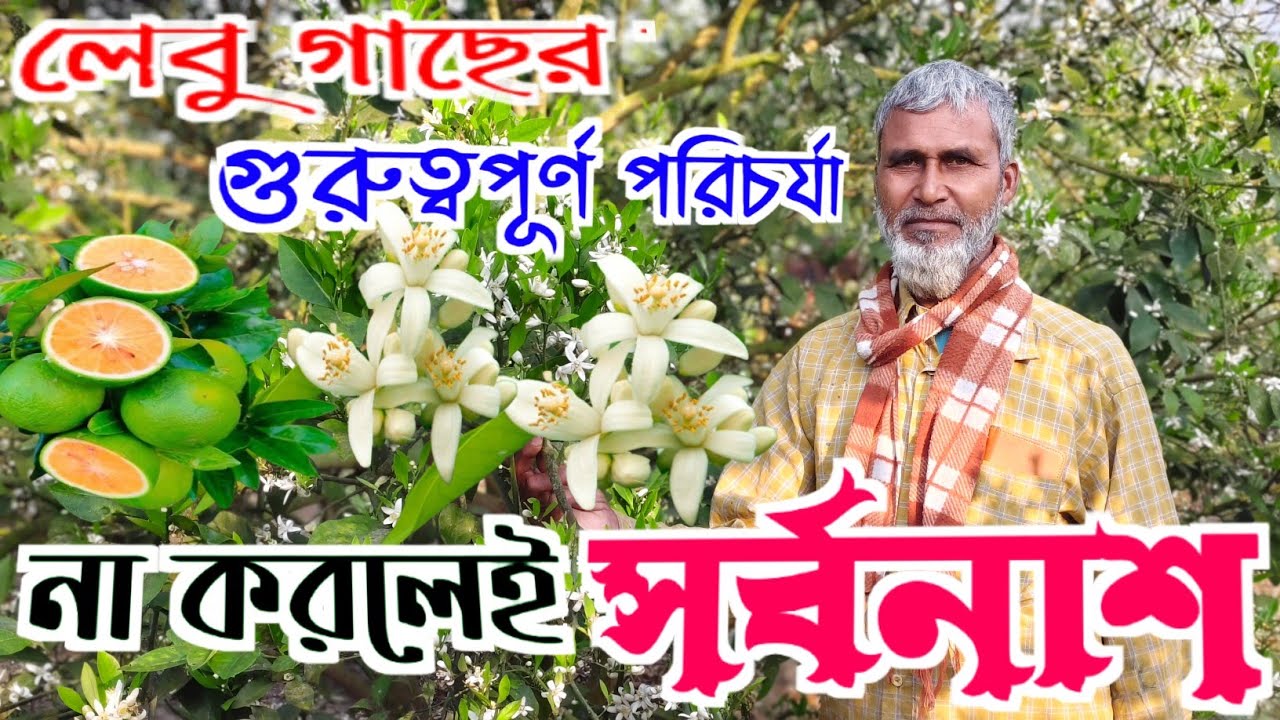 Lemon Farming/লেবু গাছে ফুলঝরা কমিয়ে অধিক ফলন পেতে এই সময় কি কি পরিচর্যা করতে হবে?@rongdhanugarden
