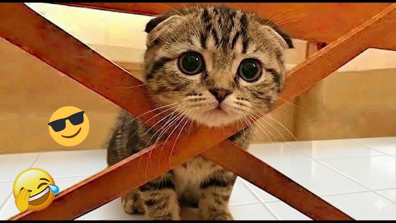 You Laugh You Lose 😄 Funniest Cats and Dogs 2026 🐕💜 Part 22