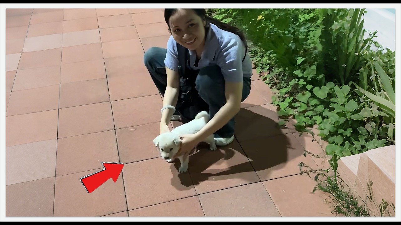 This Rescue Puppy Hates Being Saved! 😲🐾#rescue #rescueefforts #dog #animalrescue #adopteddog