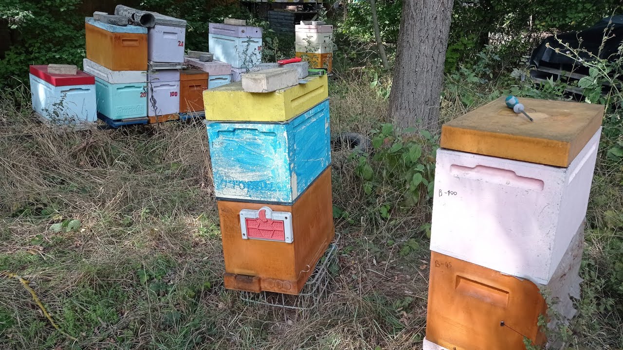 257.Забытая пасека. Все лето без присмотра.