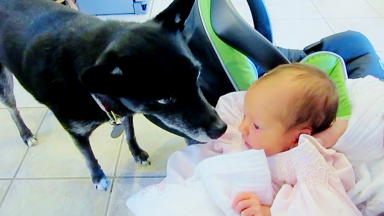 CUTE NEWBORN MEETS PETS!