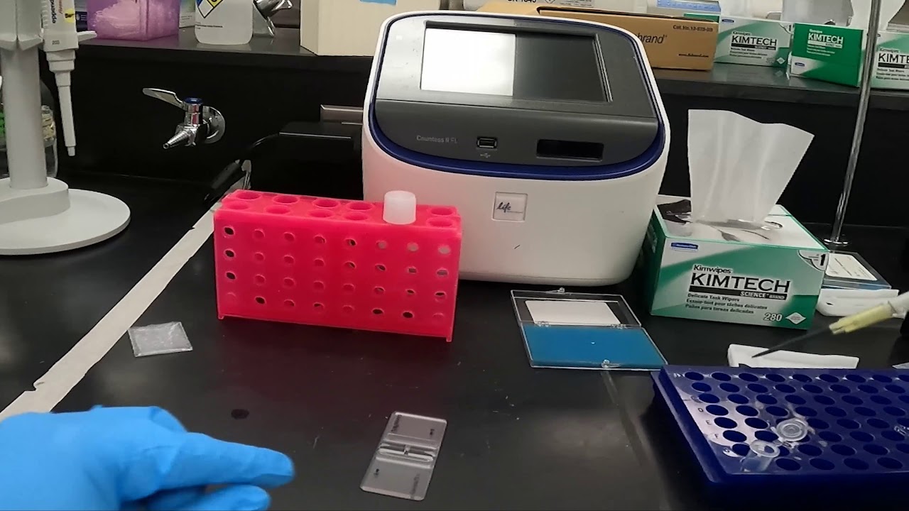 Counting BHK Cells using a Countess II FL Automated Cell Counter
