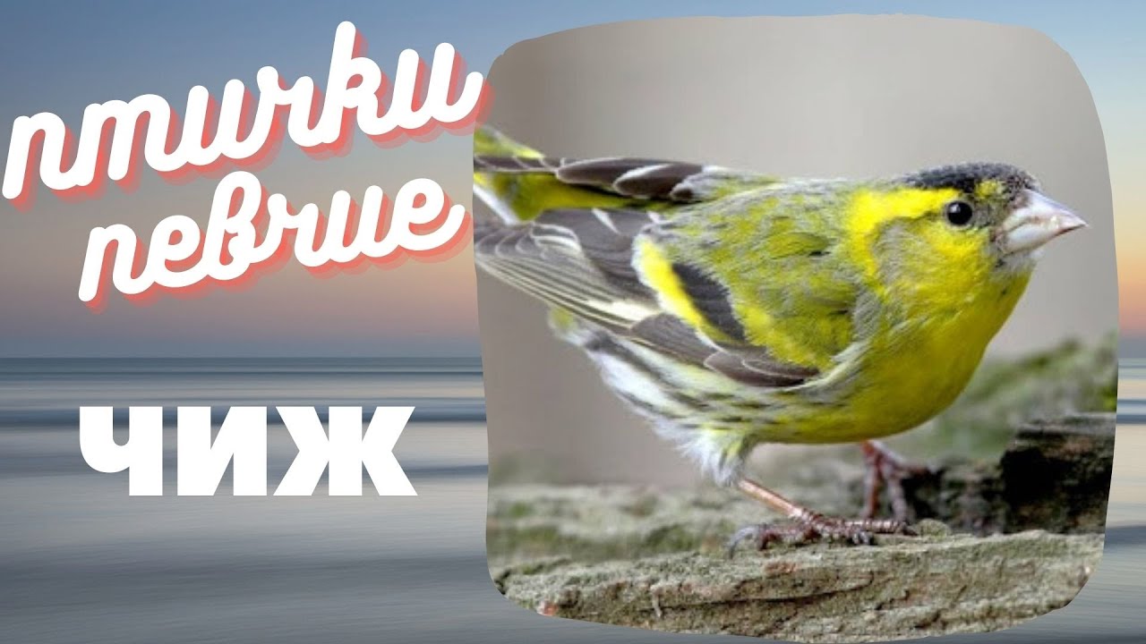 Чиж. Птицы певчие. Птичка в клетку.