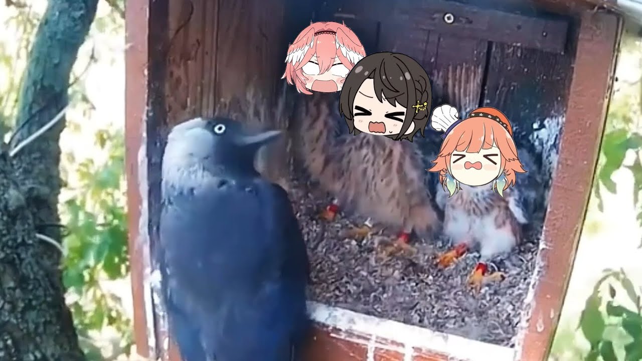 Holobird getting scared 3 | Animal hololive