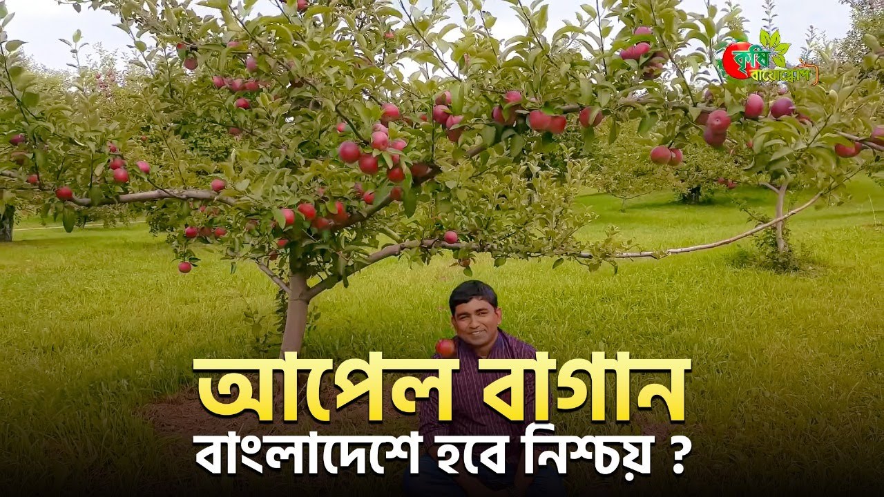 Apple Orchard (আপেল বাগান)- বাংলাদেশে হবে নিশ্চয় ?