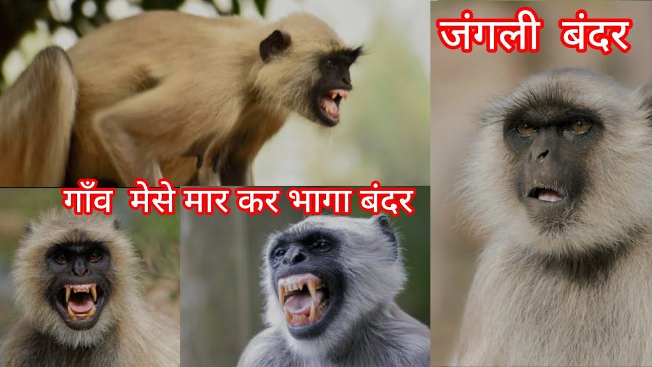 Jungali Bandar Gaon Mein Markar bhaga bandar Kai log Ghayal Kai