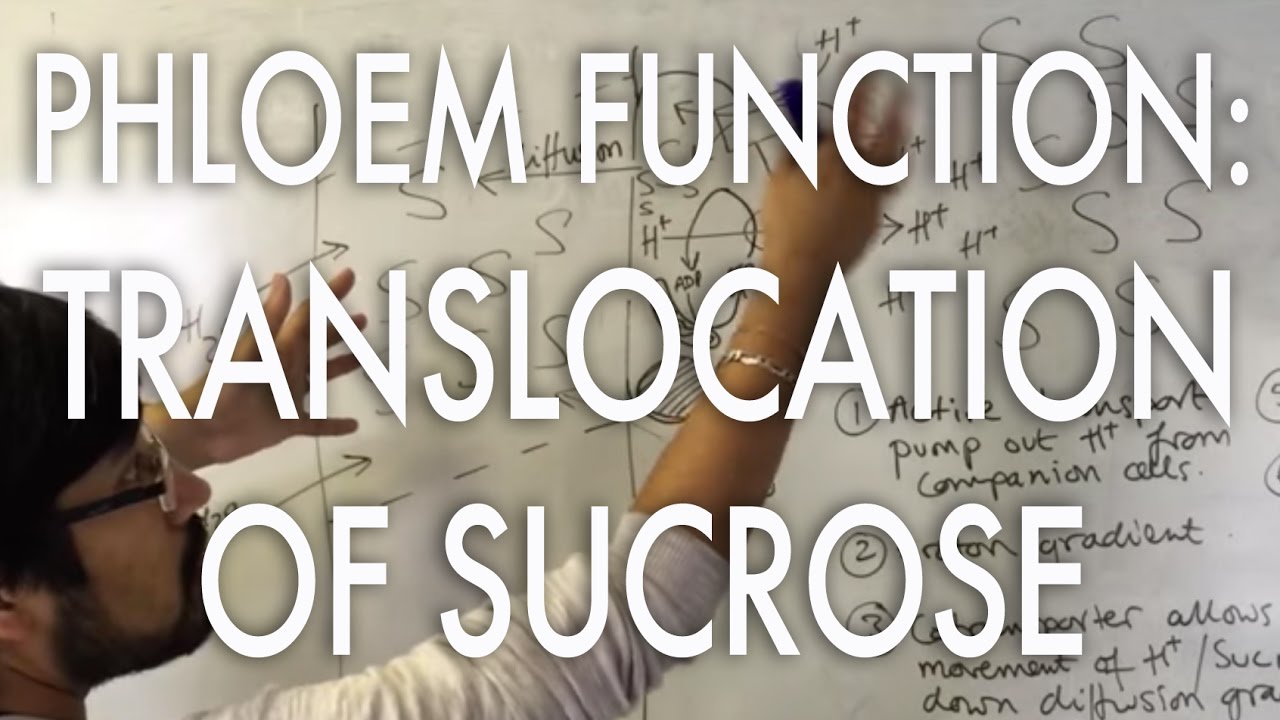 Translocation of sucrose
