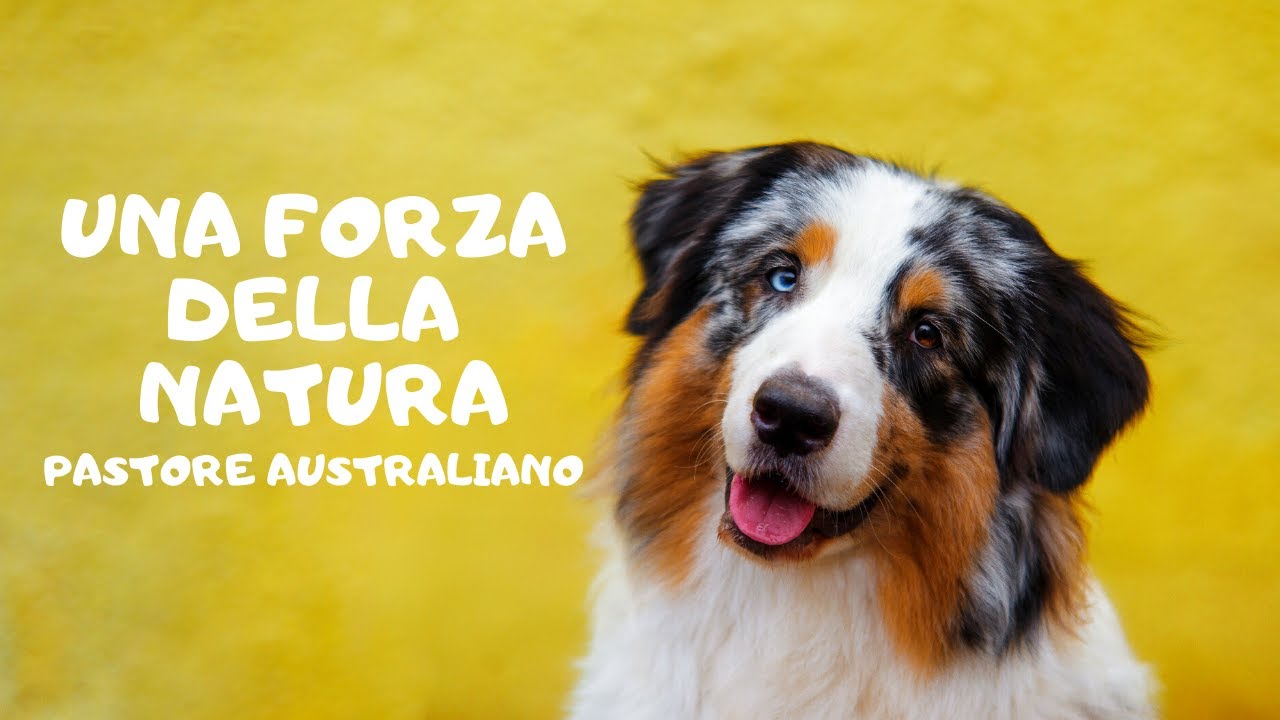 Il Pastore Australiano è una forza della natura.