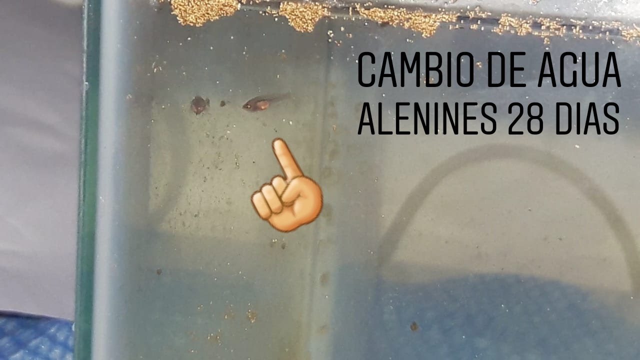 Cambio de agua - Alevines del Pez Betta 28 dias