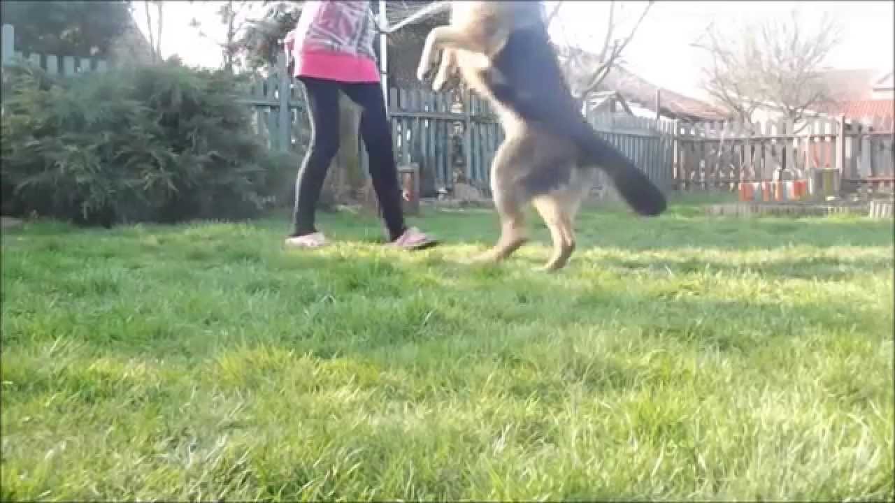 Amazing dog tricks by german shepherd Britney !