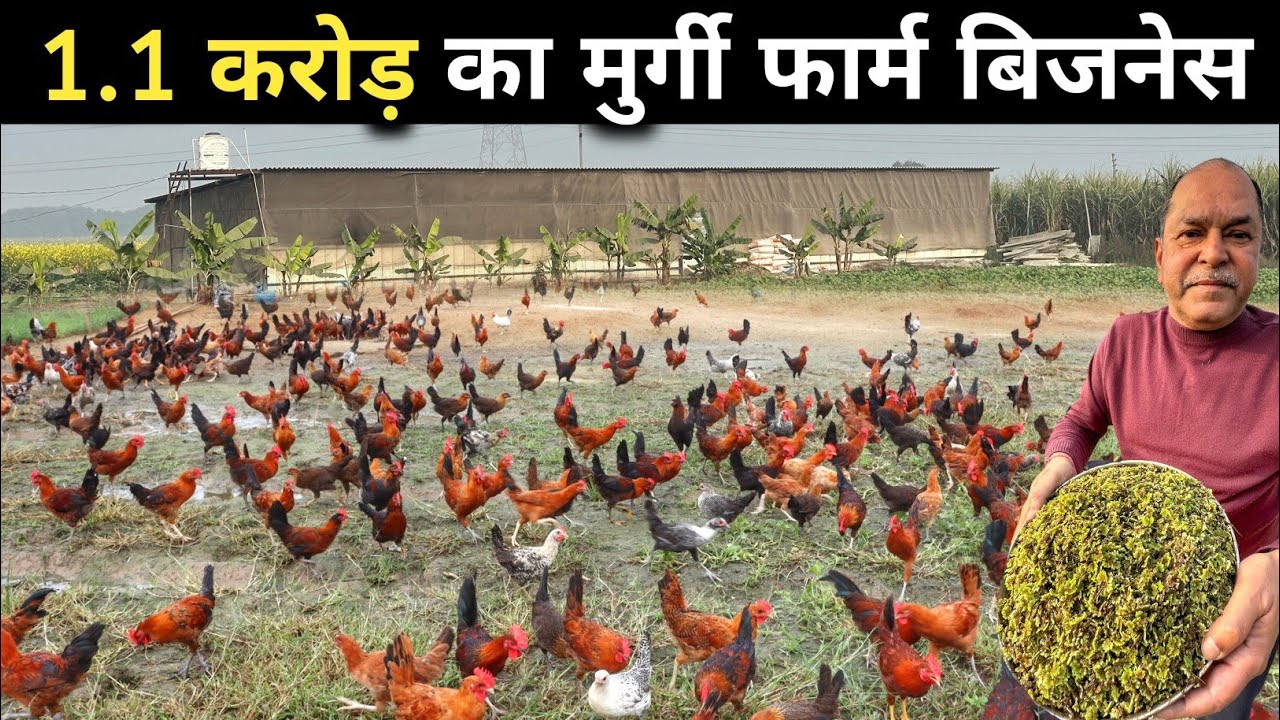 ऐसा अनोखा फार्म रोज़ देखने को नहीं मिलता | Desi Murgi Palan | Poultry Farm Business Plan