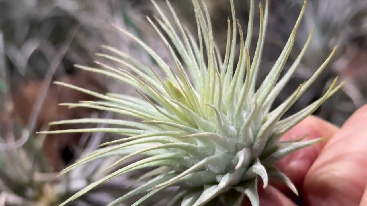 チランジア フックシー フックシー メキシコTillandsia Fuchsii var. Fuchsii Mexico＠フラワーショップ江口鹿児島県出水市＊エアプランツ専門店