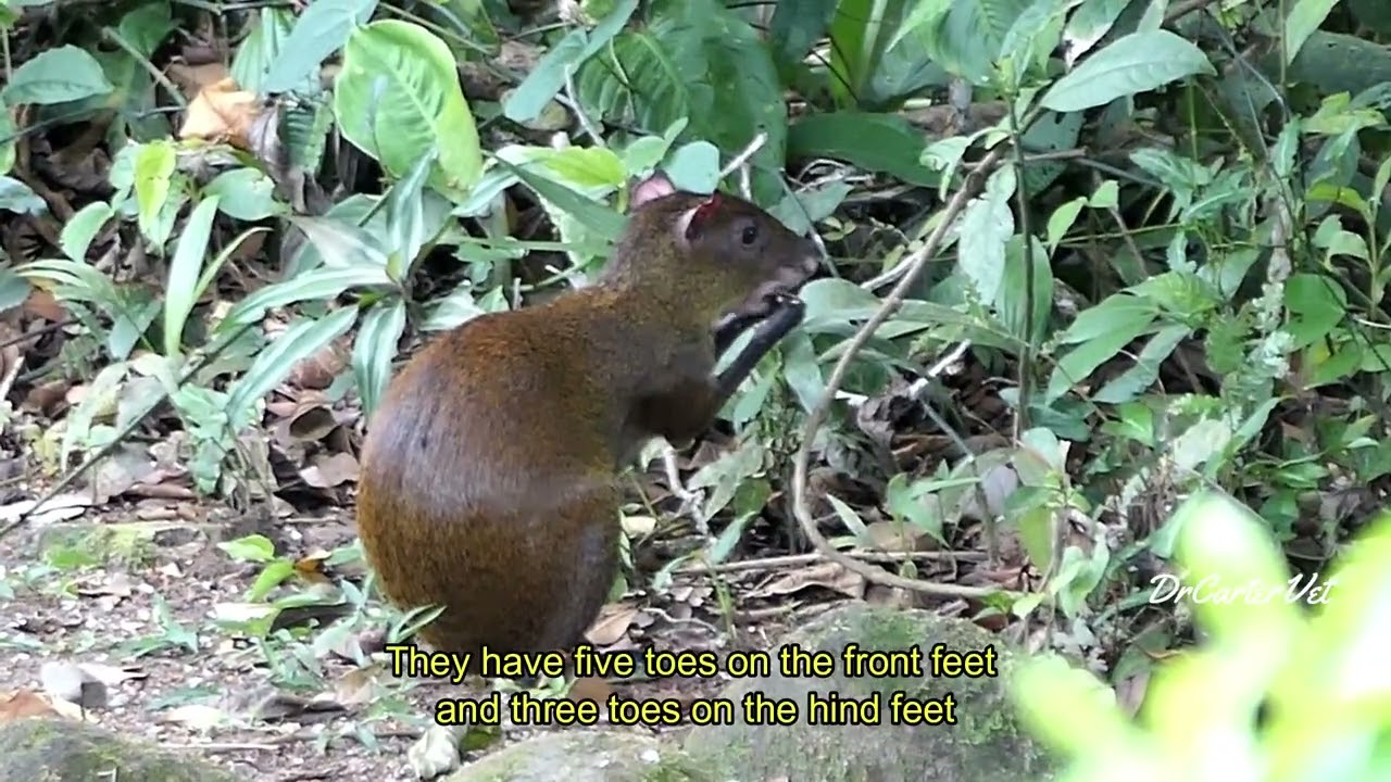 Agouti Facts | Costa Rica Wildlife | Wild Agouti feeding with natural sounds #wildlife #nature