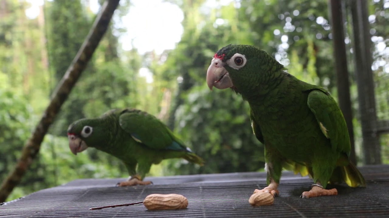 From the brink:  Saving the Puerto Rican parrot