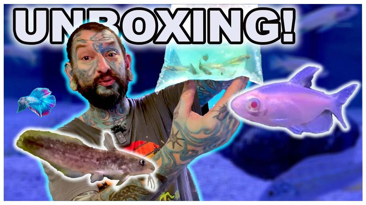 Unboxing the Best of Both Worlds: Australian Native & Exotic Tropical Fish!