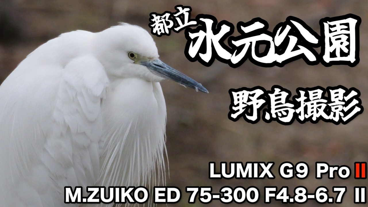 【野鳥撮影】都立水元公園へ！※初心者野鳥撮影