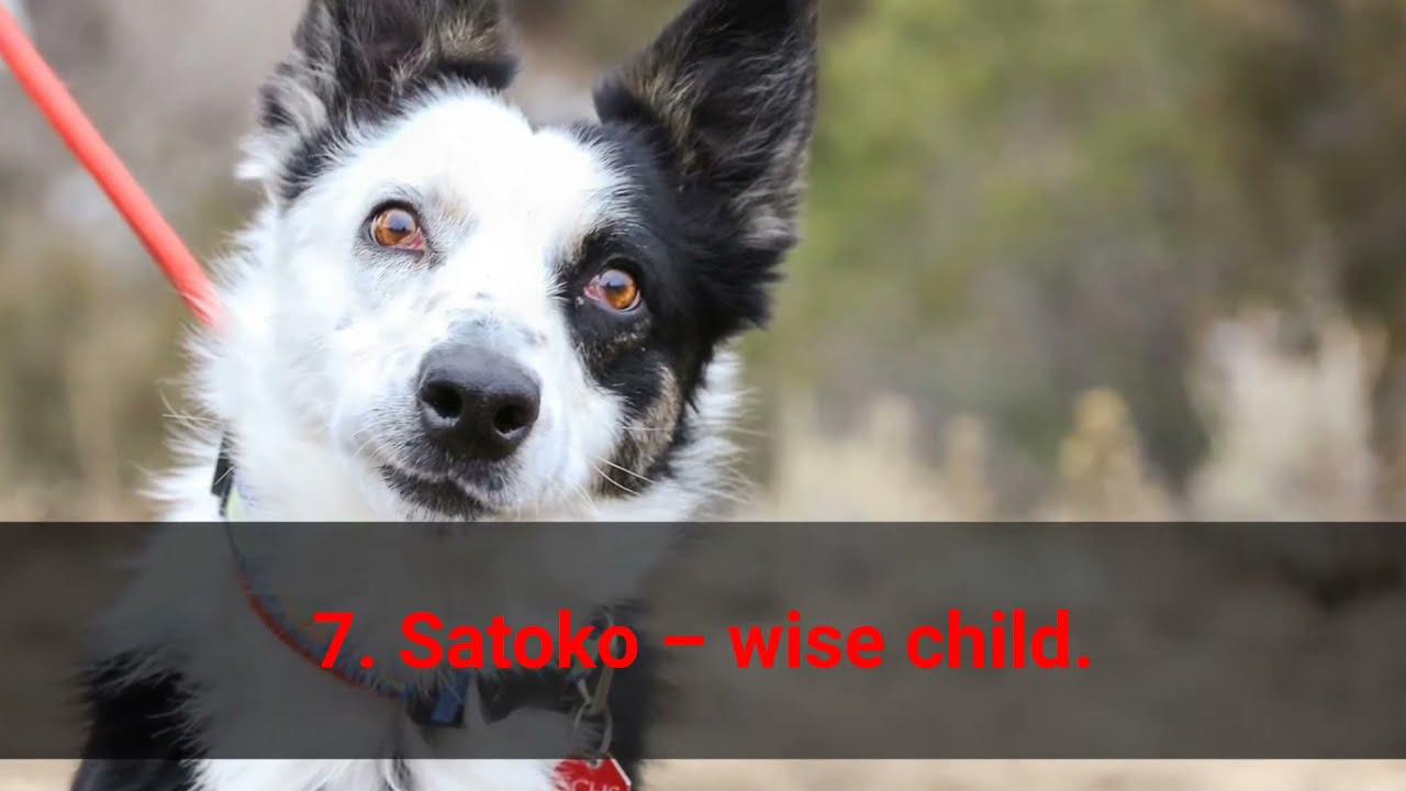 🐕 Japanese Dog Name Ideas - TOP 10 Japanese Dog Names!