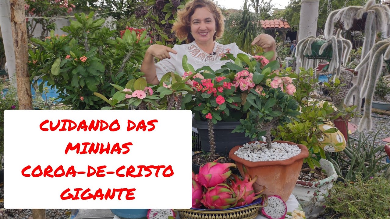 COMO CUIDAR DAS SUAS COROAS DE CRISTO NO INVERNO.