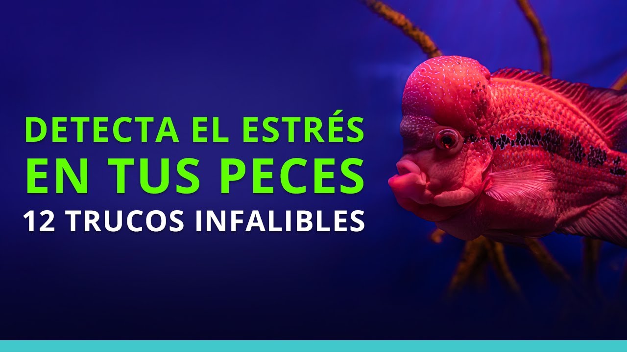 Cómo saber si mi pez está estresado | Acuática