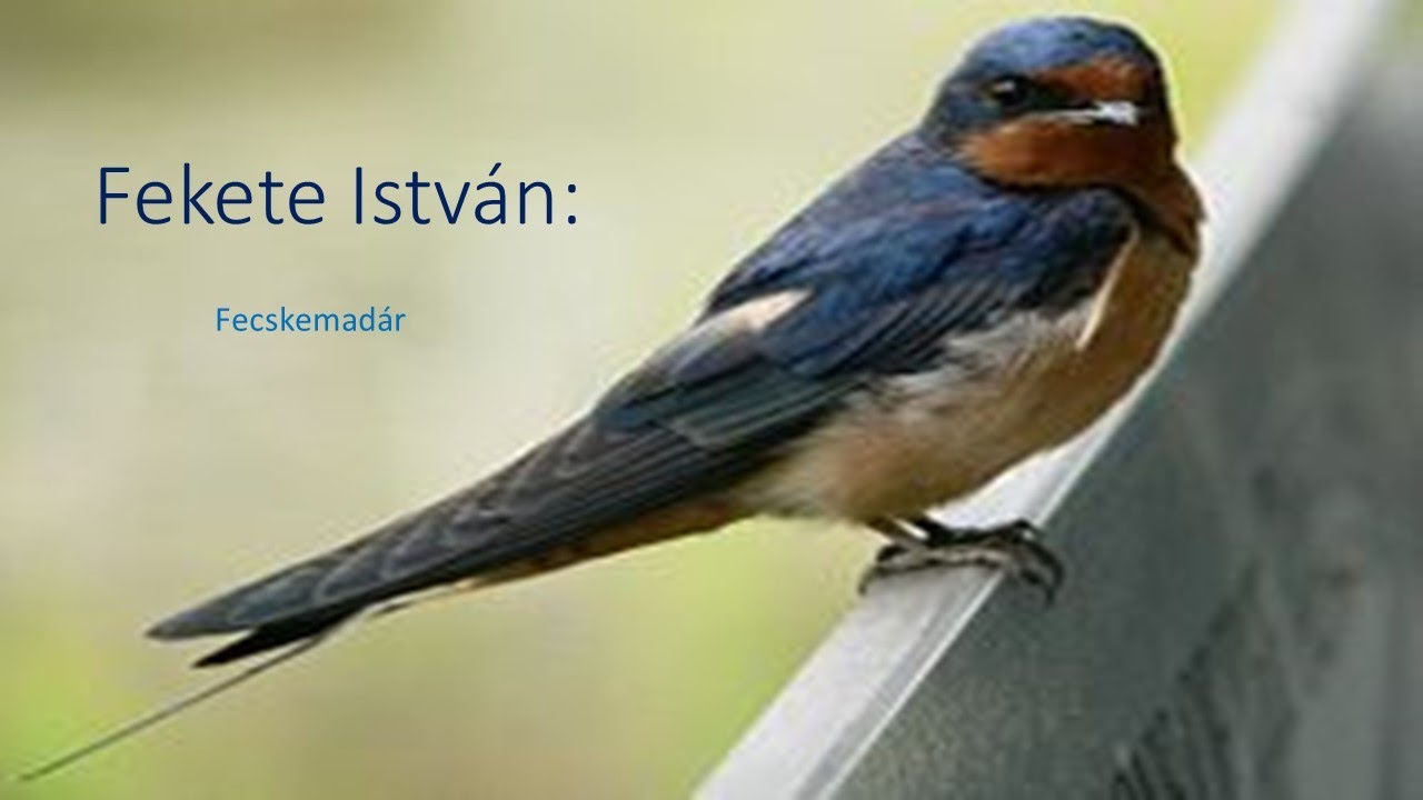 3 o Olvasás Fekete István: Fecskemadár