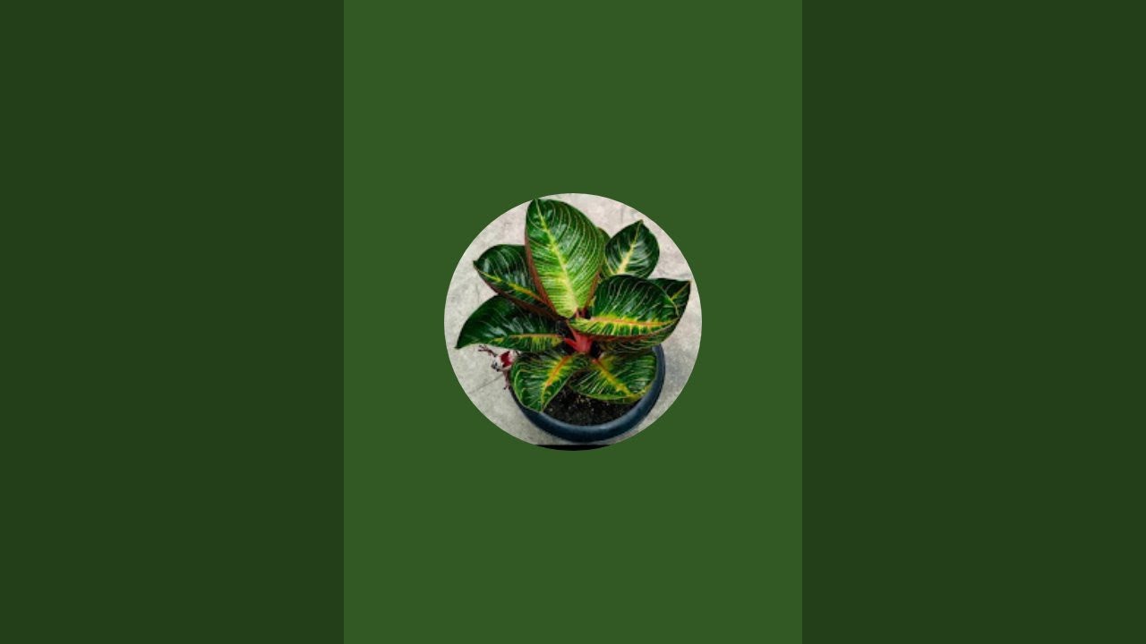 The golden nursery  is live!