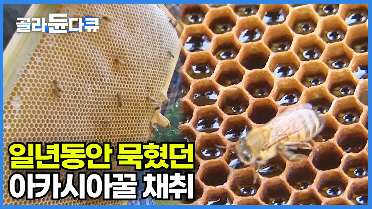 언제, 어디서 채밀했는지 고유번호까지 매겨지는 1등급 벌꿀 수확│꿀 하나만 보고 전국 팔도를 유랑하는 이동 양봉꾼들│최상급 천연 아카시아꿀│극한직업│#골라듄다큐