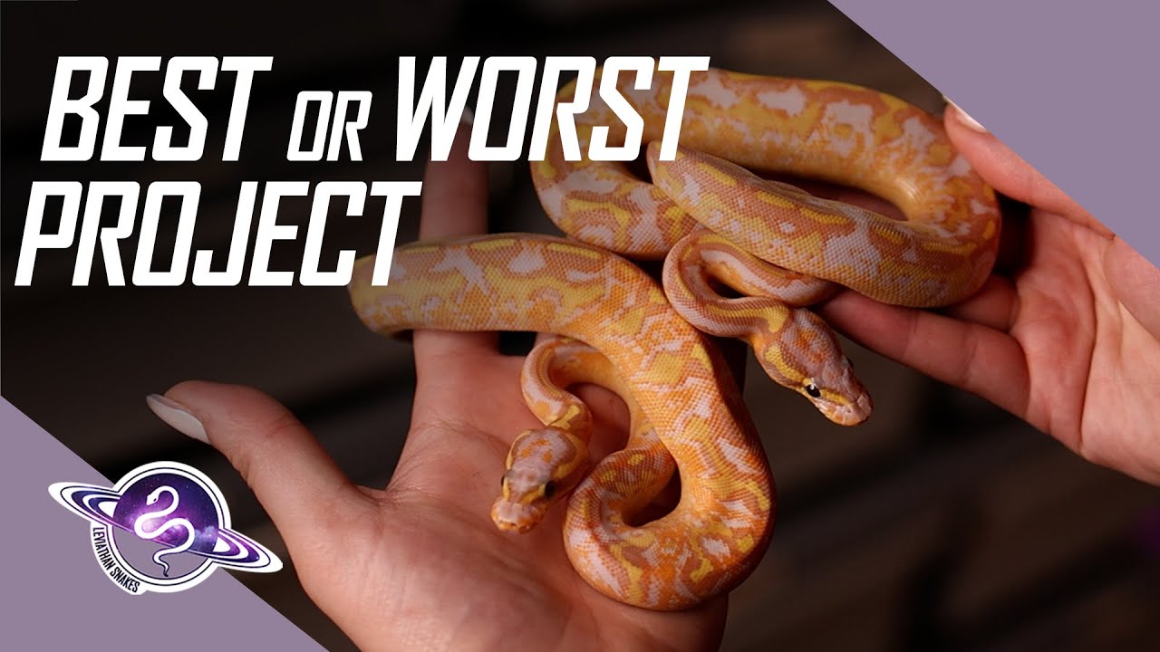Most Challenging Ball Python Project | Egg to Shed | #ballpython #snake #reptiles