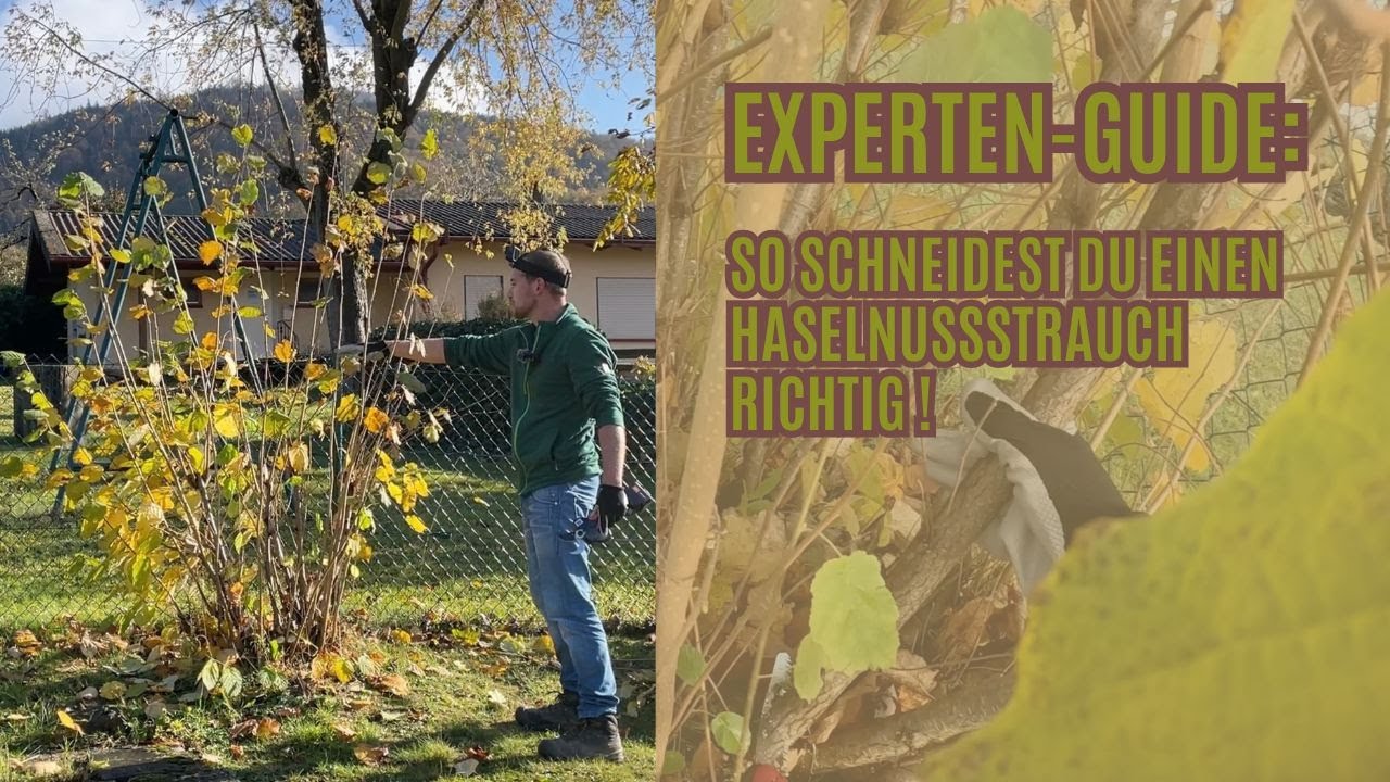 Haselnuss - Corylus avellana zurückschneiden ! Tipps vom Profi