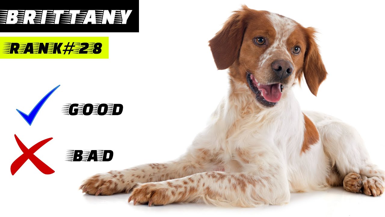 Brittany Spaniel Pros And Cons, The Good And The Bad