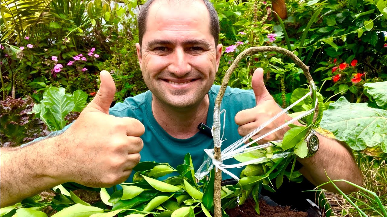 COMO ENXERTAR CÍTRUS - ENXERTO EM LARANJA, LIMÃO E MEXERICA