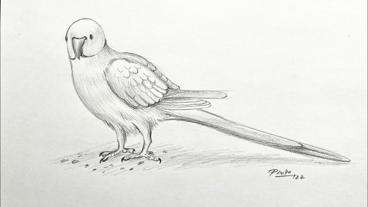 How to draw a parrot step by step