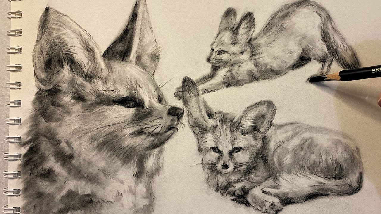ASMR Drawing a Fennec Fox with Charcoal | Step-by-Step Real-Time Sketch | No Talking