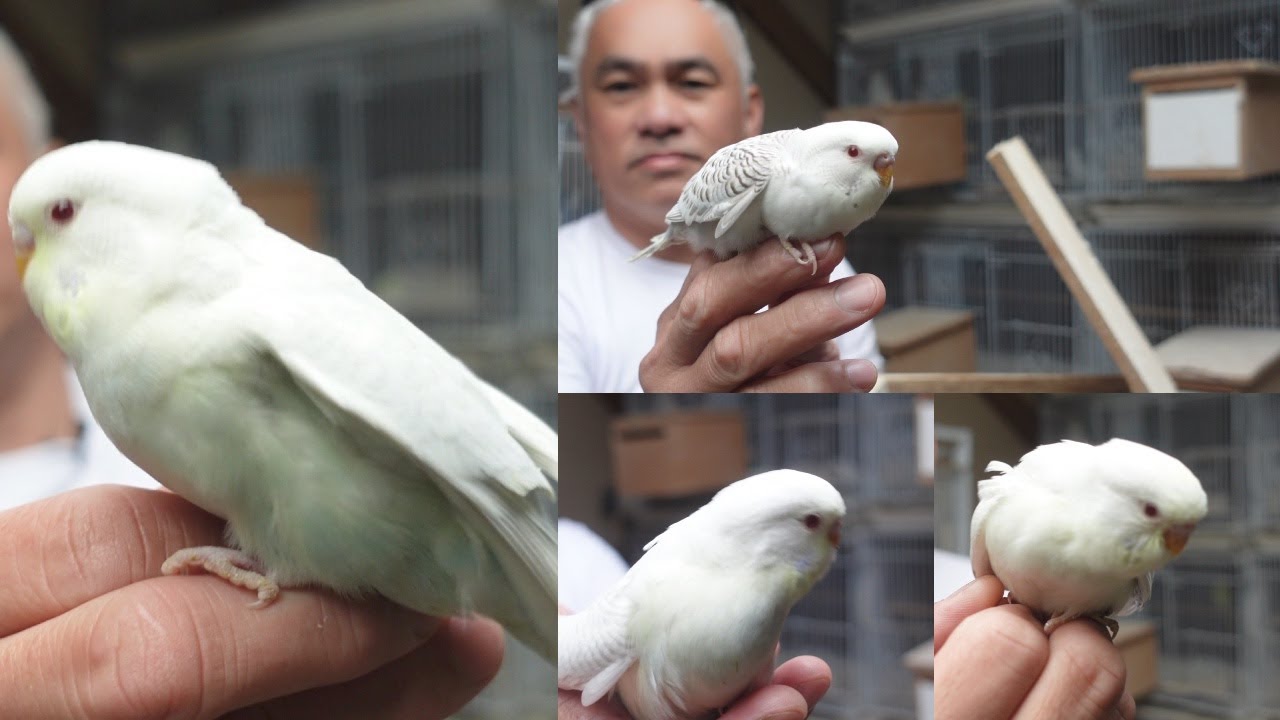 QUALITY WHITECAP FALLOW